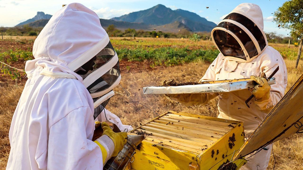 Urban Beekeeping Workshop — Nairobi
